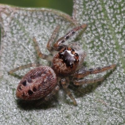Opisthoncus sexmaculatus (Six-marked jumping spider) at ANBG - 8 Aug 2021 by TimL