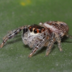 Opisthoncus sexmaculatus at Downer, ACT - 8 Aug 2021 11:53 AM