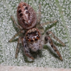 Opisthoncus sexmaculatus at Downer, ACT - 8 Aug 2021