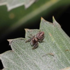 Opisthoncus sexmaculatus at Downer, ACT - 8 Aug 2021