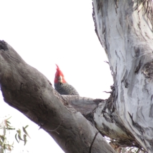 Callocephalon fimbriatum at Hackett, ACT - suppressed