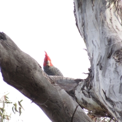 Callocephalon fimbriatum (Gang-gang Cockatoo) at Hackett, ACT - 30 Aug 2021 by Sarah2019