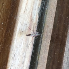 Unidentified Crane fly, midge, mosquito & gnat (several families) at Aranda, ACT - 30 Aug 2021 by KMcCue