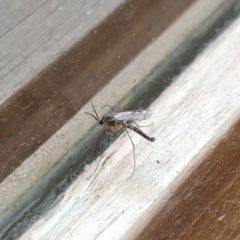 Mycetophilidae (family) at Aranda, ACT - 30 Aug 2021 10:41 AM