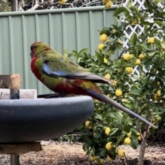 Platycercus elegans (Crimson Rosella) at Aranda, ACT - 30 Aug 2021 by KMcCue