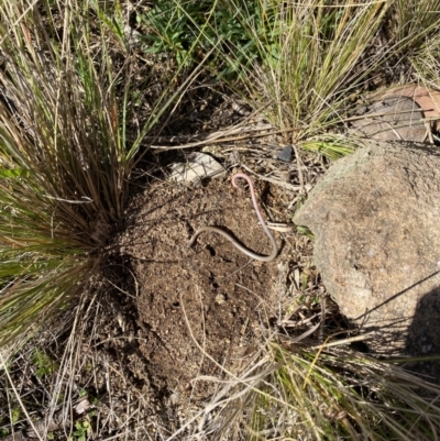 Aprasia parapulchella (Pink-tailed Worm-lizard) at Chapman, ACT - 28 Aug 2021 by milliekss