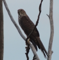 Tachyspiza cirrocephala (Collared Sparrowhawk) at Paddys River, ACT - 7 Jan 2015 by MichaelBedingfield