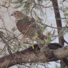 Accipiter cirrocephalus at Paddys River, ACT - 7 Jan 2015