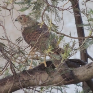 Tachyspiza cirrocephala at Paddys River, ACT - 7 Jan 2015