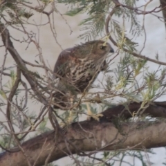 Accipiter cirrocephalus at Paddys River, ACT - 7 Jan 2015