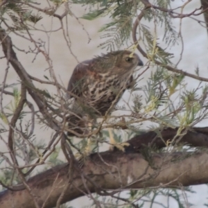 Tachyspiza cirrocephala at Paddys River, ACT - 7 Jan 2015