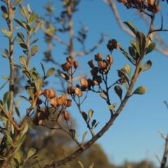 Bursaria spinosa (Native Blackthorn, Sweet Bursaria) at Tuggeranong Hill - 10 Aug 2021 by MichaelBedingfield