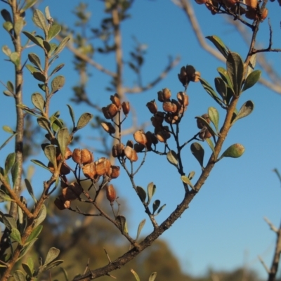 Bursaria spinosa (Native Blackthorn, Sweet Bursaria) at Tuggeranong Hill - 10 Aug 2021 by michaelb