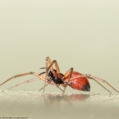 Ostearius melanopygius (A sheet web or money spider) at Macgregor, ACT - 30 Aug 2021 by Roger