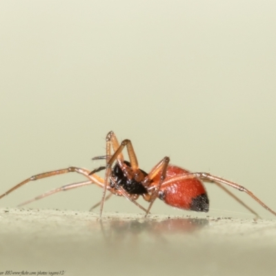 Ostearius melanopygius (A sheet web or money spider) at Macgregor, ACT - 30 Aug 2021 by Roger