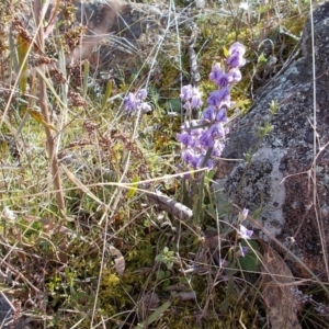 Hovea heterophylla at Conder, ACT - 31 Aug 2021