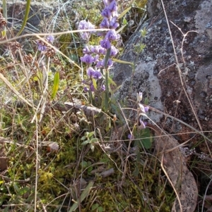 Hovea heterophylla at Conder, ACT - 31 Aug 2021