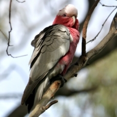 Eolophus roseicapilla (Galah) at Springdale Heights, NSW - 30 Aug 2021 by PaulF