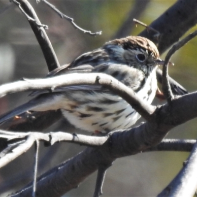 Pyrrholaemus sagittatus (Speckled Warbler) at Tennent, ACT - 31 Aug 2021 by JohnBundock