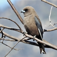 Artamus cyanopterus (Dusky Woodswallow) at Tharwa, ACT - 31 Aug 2021 by JohnBundock