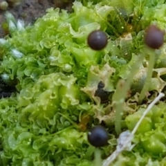 Fossombronia sp. (genus) (A leafy liverwort) at Macgregor, ACT - 31 Aug 2021 by tpreston