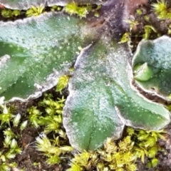 Riccia cartilaginosa (Liverwort) at Umbagong District Park - 31 Aug 2021 by tpreston