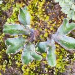 Riccia cartilaginosa at Macgregor, ACT - 31 Aug 2021