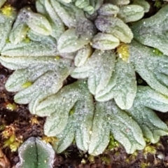 Riccia subbifurca (Liverwort) at Macgregor, ACT - 31 Aug 2021 by tpreston