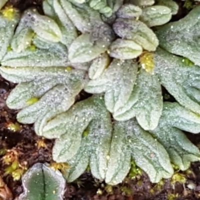 Riccia subbifurca (Liverwort) at Macgregor, ACT - 31 Aug 2021 by trevorpreston