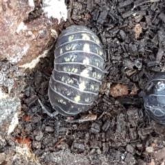 Armadillidium vulgare (Slater bug, woodlouse, pill bug, roley poley) at Umbagong District Park - 31 Aug 2021 by tpreston