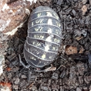 Armadillidium vulgare at Latham, ACT - 31 Aug 2021