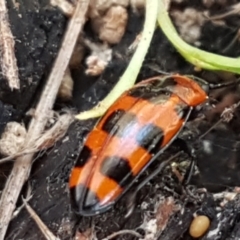 Episcaphula australis (Fungus beetle) at Umbagong District Park - 31 Aug 2021 by tpreston