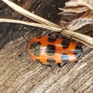 Episcaphula australis at Latham, ACT - 31 Aug 2021 12:38 PM