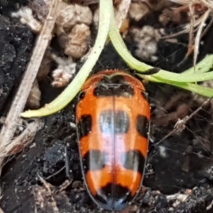 Episcaphula australis at Latham, ACT - 31 Aug 2021 12:38 PM