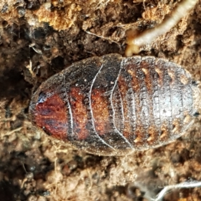 Calolampra sp. (genus) (Bark cockroach) at Umbagong District Park - 31 Aug 2021 by trevorpreston