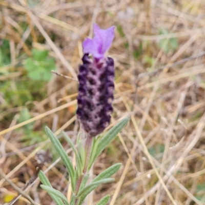 Lavandula stoechas (Spanish Lavender or Topped Lavender) at Jerrabomberra, ACT - 31 Aug 2021 by Mike