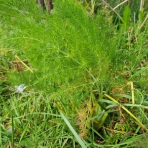 Foeniculum vulgare at Tuggeranong DC, ACT - 31 Aug 2021