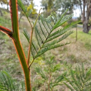 Acacia decurrens at Isaacs, ACT - 30 Aug 2021 03:04 PM