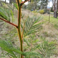 Acacia decurrens at Isaacs, ACT - 30 Aug 2021 03:04 PM