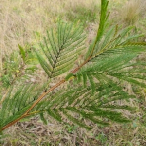 Acacia decurrens at Isaacs, ACT - 30 Aug 2021 03:04 PM