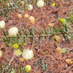 Acacia ulicifolia (Prickly Moses) at Jerrabomberra, ACT - 31 Aug 2021 by Mike