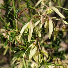 Clematis leptophylla (Small-leaf Clematis, Old Man's Beard) at Holt, ACT - 30 Aug 2021 by drakes