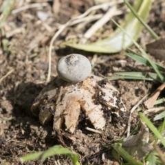 Geastrum tenuipes (An earthstar) at Higgins, ACT - 31 Aug 2021 by AlisonMilton