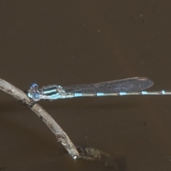 Austrolestes leda (Wandering Ringtail) at Woodstock Nature Reserve - 31 Aug 2021 by Roger