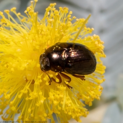 Alticini (tribe) (Unidentified flea beetle) at Woodstock Nature Reserve - 31 Aug 2021 by Roger