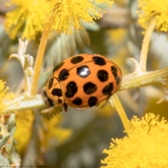 Harmonia conformis (Common Spotted Ladybird) at Woodstock Nature Reserve - 31 Aug 2021 by Roger