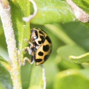 Harmonia conformis at Higgins, ACT - 31 Aug 2021