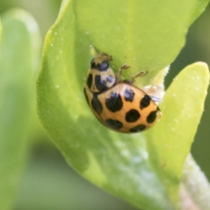 Harmonia conformis at Higgins, ACT - 31 Aug 2021