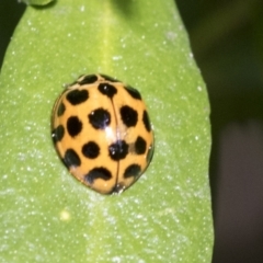 Harmonia conformis at Higgins, ACT - 31 Aug 2021