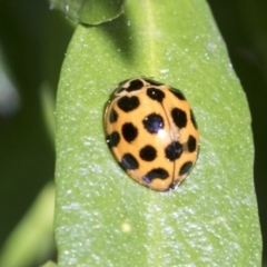 Harmonia conformis at Higgins, ACT - 31 Aug 2021